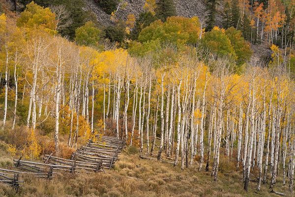 Jaynes Gallery 아티스트의 USA-Colorado-Uncompahgre National Forest Autumn aspen trees and split-rail fence작품입니다.